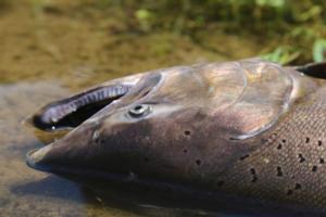 River Fishing (Sacramento & Trinity Rivers)